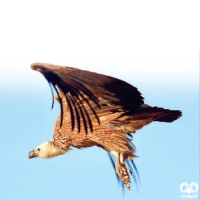 گونه کرکس Eurasian Griffon Vulture